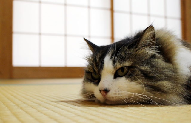 畳に猫がゲロしちゃった 和室掃除法の紹介 小麦粉が重要 たたみん畳ブログ